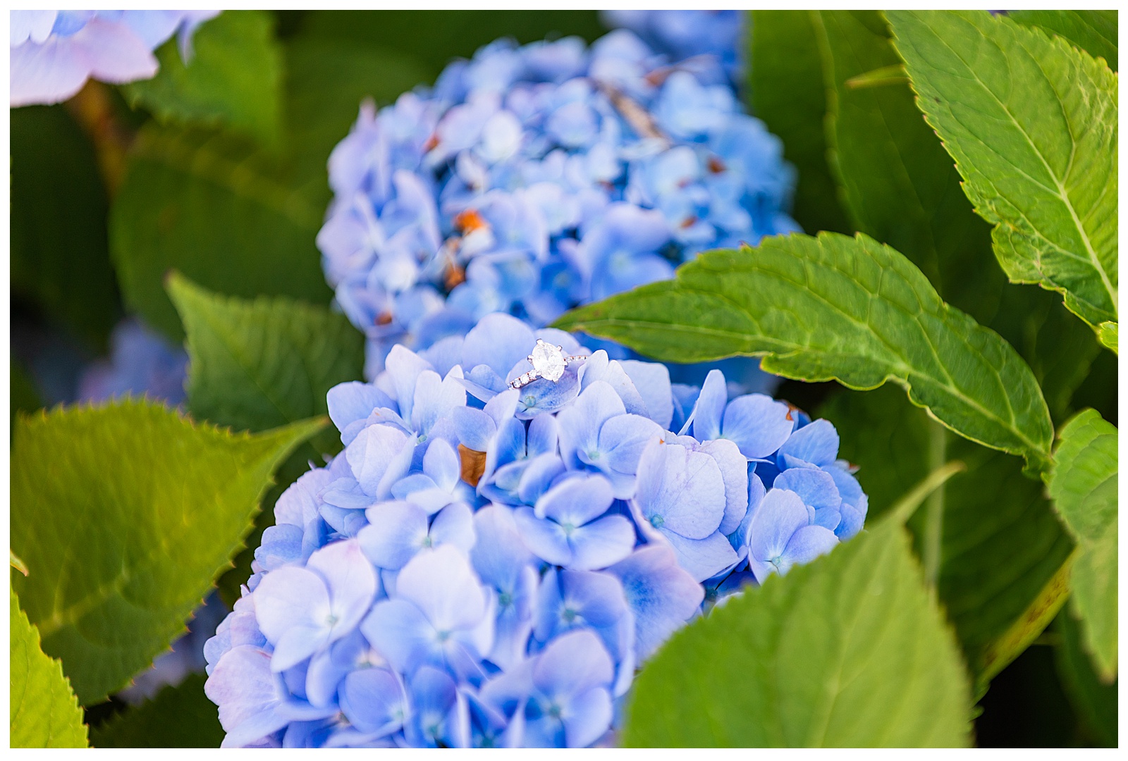 ring sitting on hydrangea bush