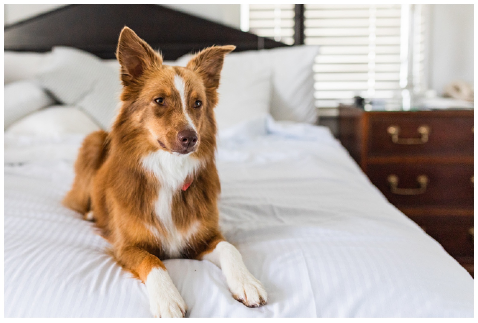 Groom's aussie sitting on bed